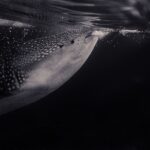 Artificial Intelligence Be Responsible For Saving Whales?